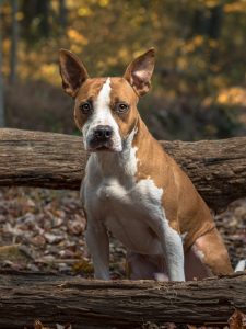 pit-bull-dog-outdoor-pet-photography