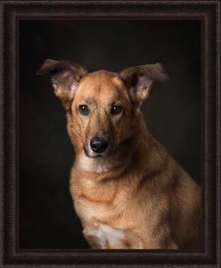 framed-portrait-studio-dog-photography-low-key