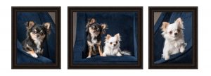 framed-studio-photography-portraits-two-longhaired-chihuahuas