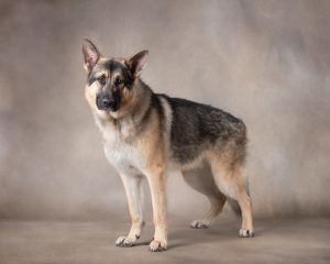 german-shepherd-rescue-dog-studio-portrait